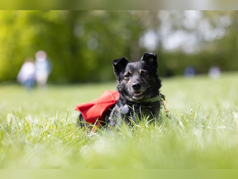 Dante, liebenswerter Rüde, ca. 7 Jahre, ca. 12 kg, ca. 40 cm *in 83024 Rosenheim*