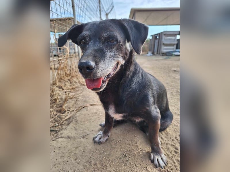 Small Ira, ruhige Hundeomi, ca. 15 Jahre, ca. 36 cm, ca. 14 kg