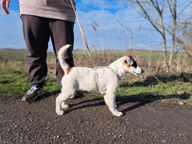 Beethoven, fröhliches Energiebündel, ca. 4 Monate, ca. 30 cm, ca. 5 kg