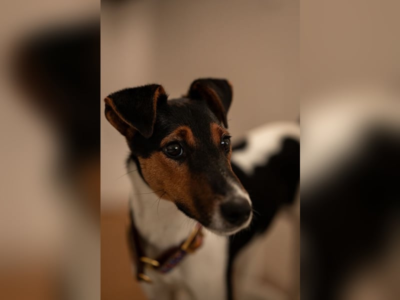 Felix, verschmuster Glückspilz, ca. 1 Jahr, ca. 37cm, ca. 7kg *in 63110 Rodgau*