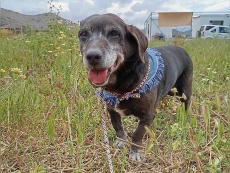 Small Ira, ruhige Hundeomi, ca. 15 Jahre, ca. 36 cm, ca. 14 kg