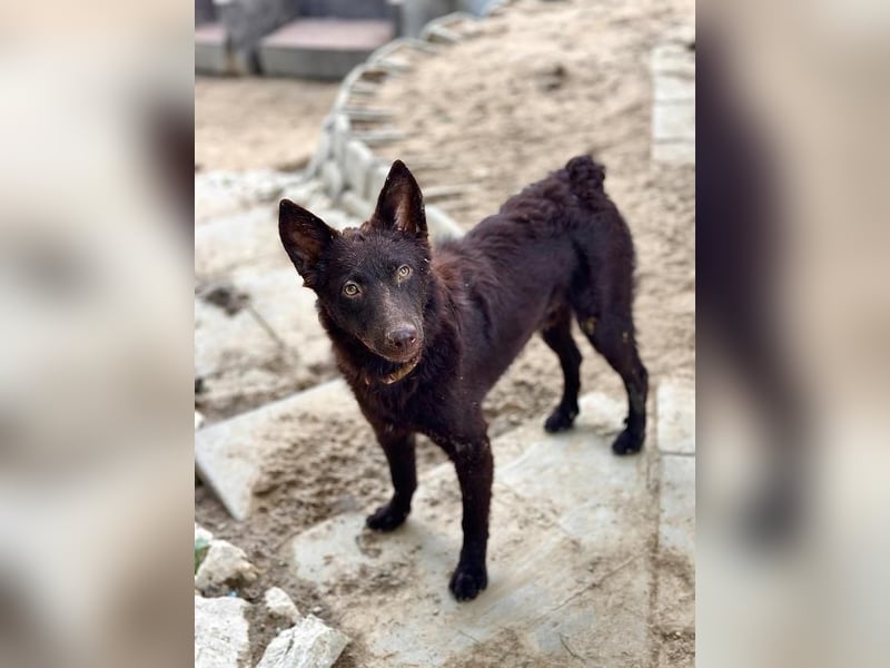 Frodó, lustiges Kämpferherz, ca. 6 Monate, ca. 38 cm, ca. 8kg