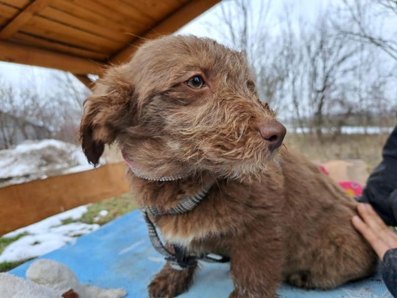Marilyn, sanfte Welpenmaus, ca. 4 Monate, ca. 25 cm, ca. 6 kg *in 88299 Leutkirch*