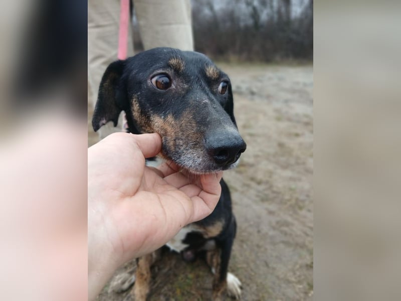 Csiki, fröhlicher Begleiter, ca. 2 Jahre, ca. 38 cm, ca. 12 kg *bald in 93047 Regensburg*