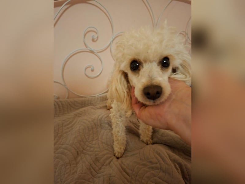 Liza, zarte Pudelhündin, ca. 2 Jahre, ca. 27 cm, ca. 2 kg *bald in 45468 Mülheim*