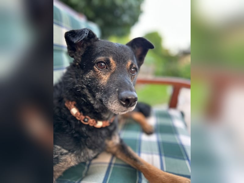 Dante, liebenswerter Rüde, ca. 7 Jahre, ca. 12 kg, ca. 40 cm *in 83024 Rosenheim*