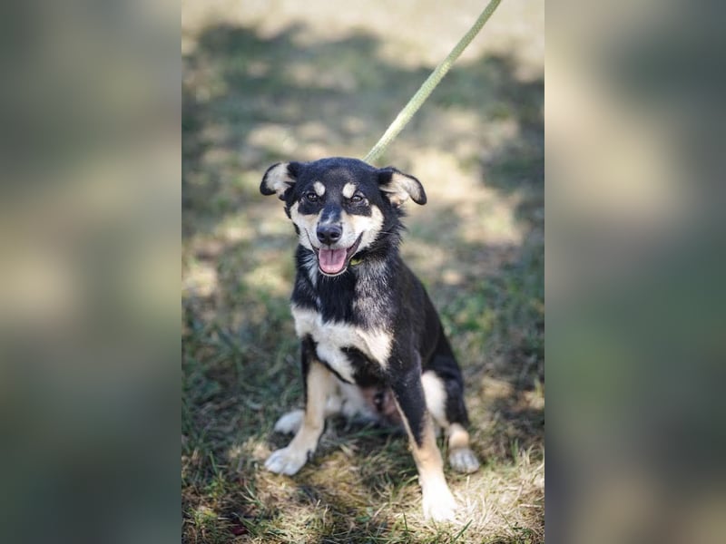 Berci, sympathischer Jungspund, ca. 9 Monate, ca. 40cm, ca. 9kg