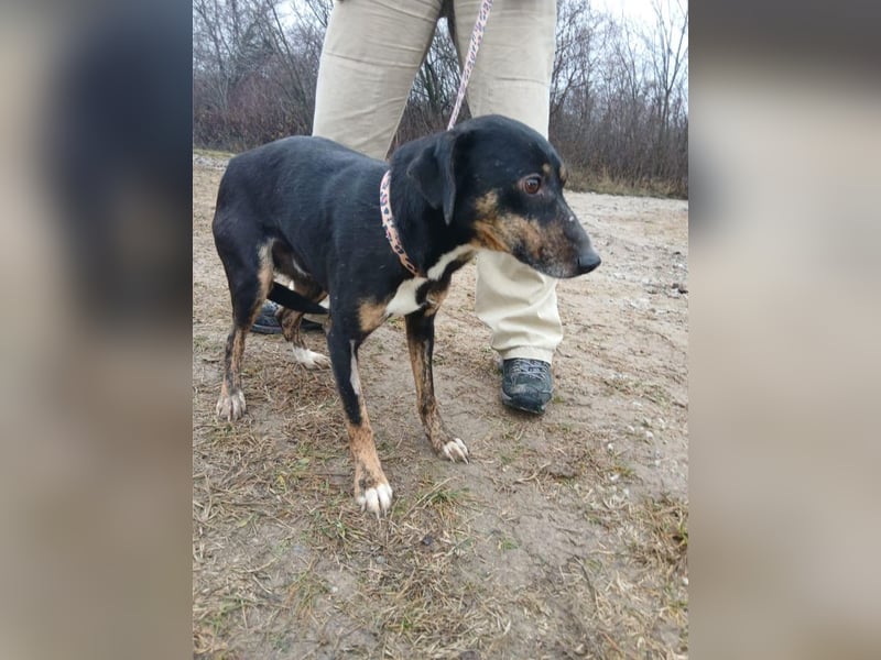 Csiki, fröhlicher Begleiter, ca. 2 Jahre, ca. 38 cm, ca. 12 kg *bald in 93047 Regensburg*