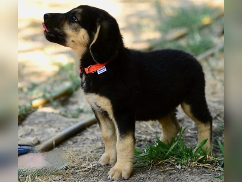 Faye, fröhliche Welpenmaus, ca. 3 Monate, ca. 38 cm, ca. 6kg