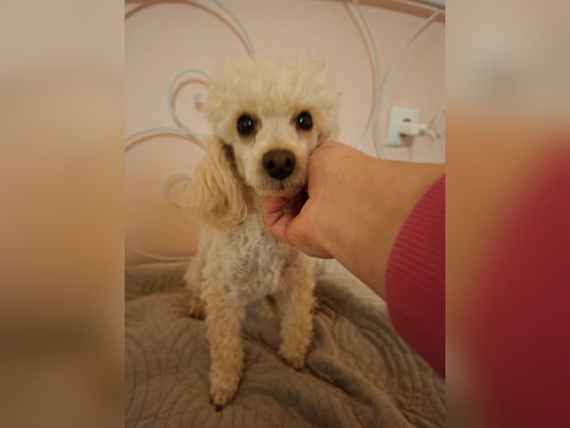 Liza, zarte Pudelhündin, ca. 2 Jahre, ca. 27 cm, ca. 2 kg *bald in 45468 Mülheim*