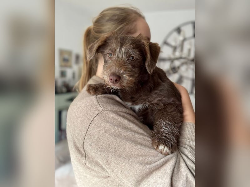 Marilyn, sanfte Welpenmaus, ca. 4 Monate, ca. 25 cm, ca. 6 kg *in 88299 Leutkirch*