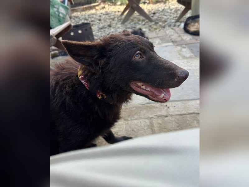 Frodó, lustiges Kämpferherz, ca. 6 Monate, ca. 38 cm, ca. 8kg