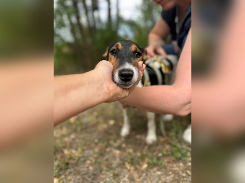 Felix, verschmuster Glückspilz, ca. 1 Jahr, ca. 37cm, ca. 7kg *in 63110 Rodgau*