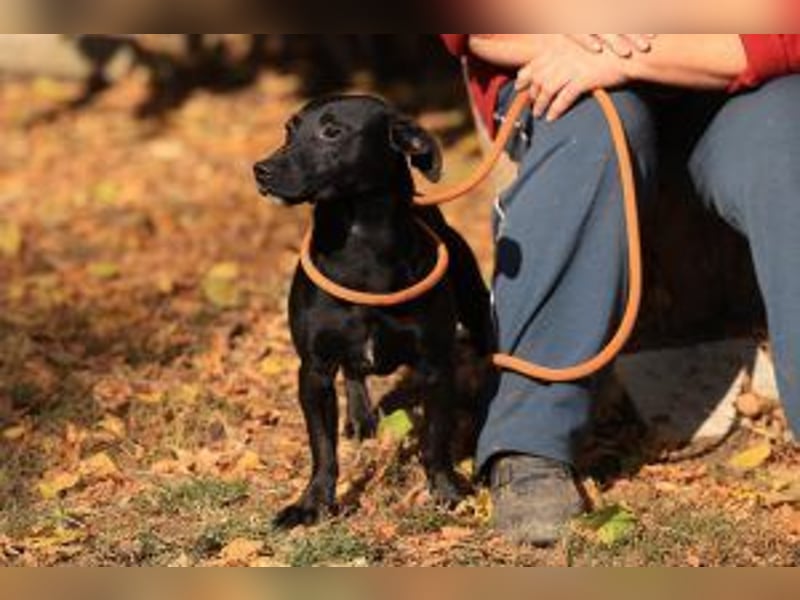 Der freundliche, fröhliche Paul sucht sein Forever-Home