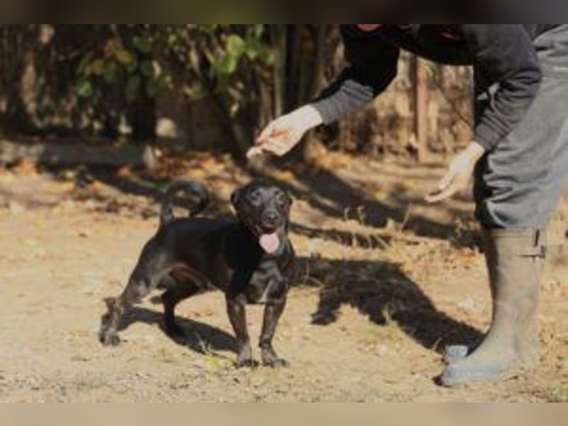 Der freundliche, fröhliche Paul sucht sein Forever-Home