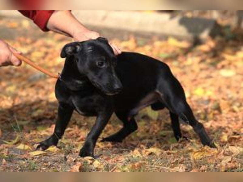 Der freundliche, fröhliche Paul sucht sein Forever-Home