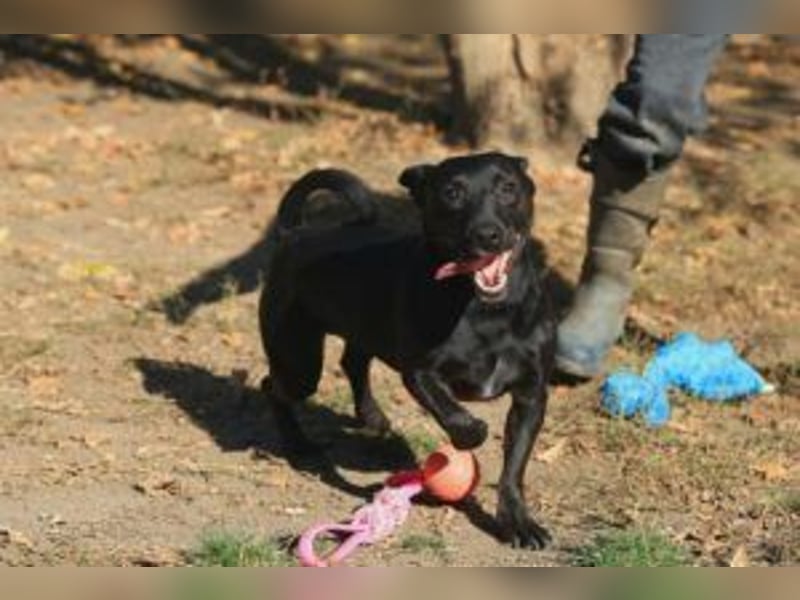 Der freundliche, fröhliche Paul sucht sein Forever-Home