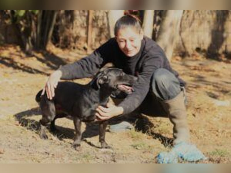 Der freundliche, fröhliche Paul sucht sein Forever-Home