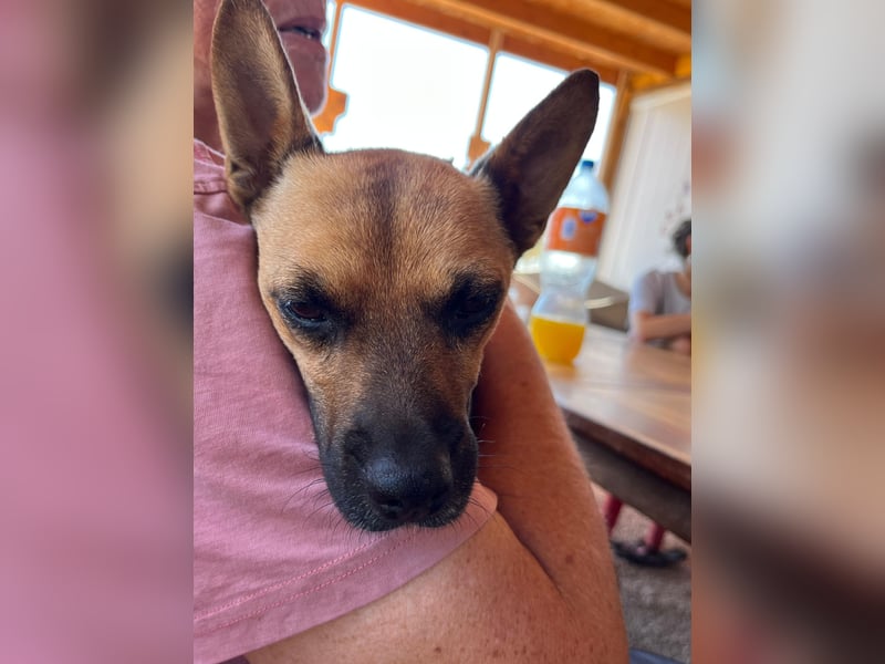 Kleiner MICKEY sucht sein großes Glück