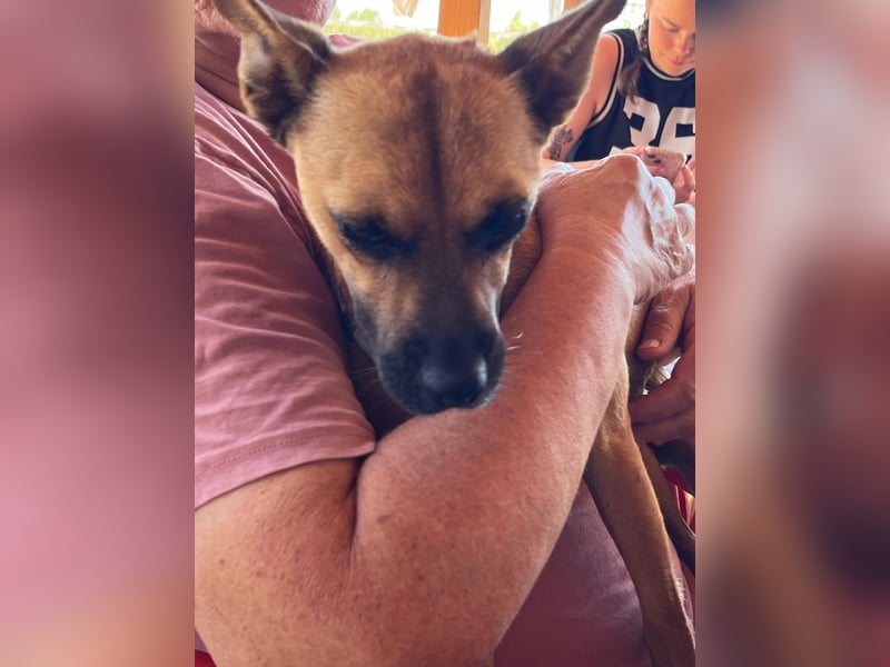 Kleiner MICKEY sucht sein großes Glück