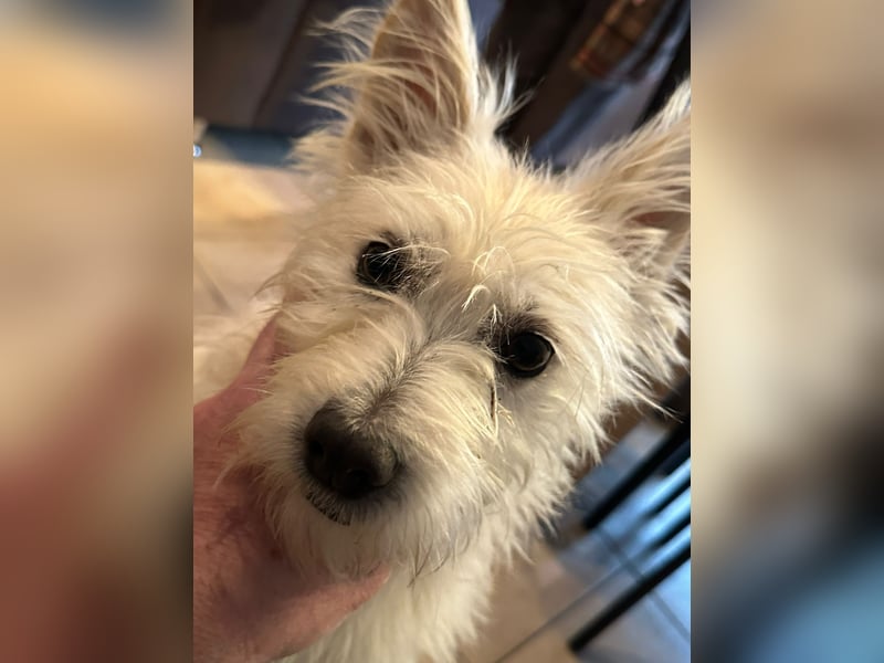 Lucy verliert leider ihr Zuhause