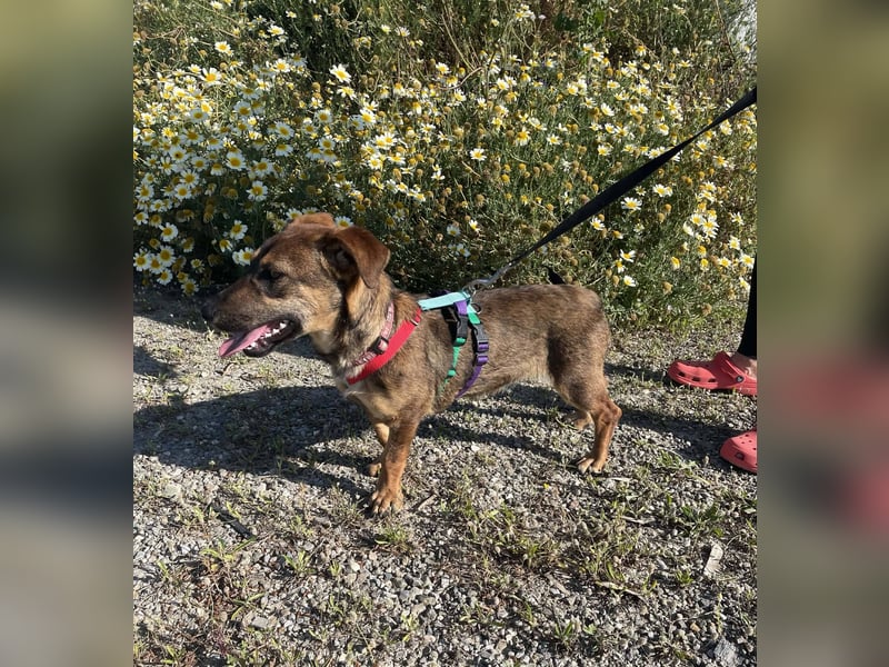 Hübsche Dottie wünscht sich ein Zuhause