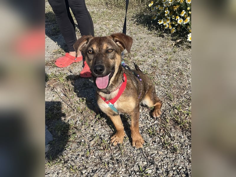 Hübsche Dottie wünscht sich ein Zuhause