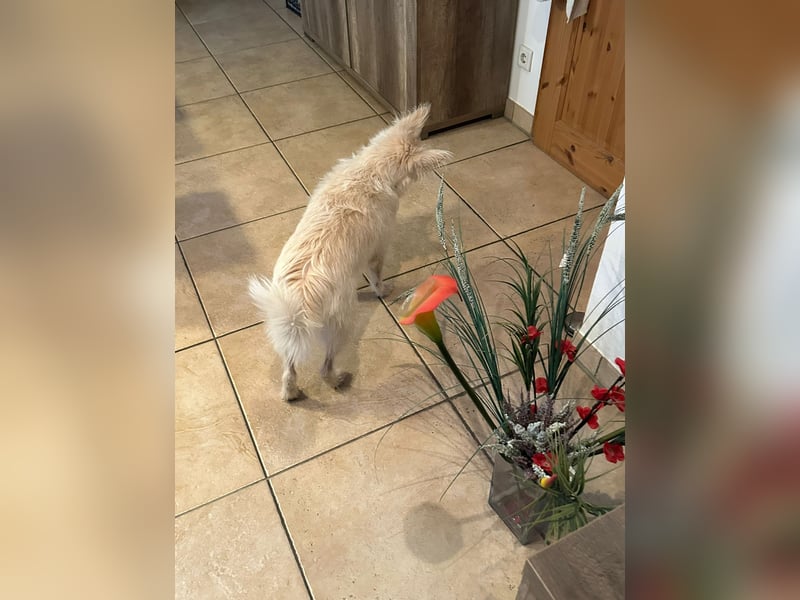 Lucy verliert leider ihr Zuhause