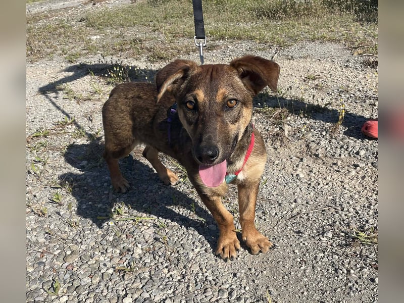 Hübsche Dottie wünscht sich ein Zuhause