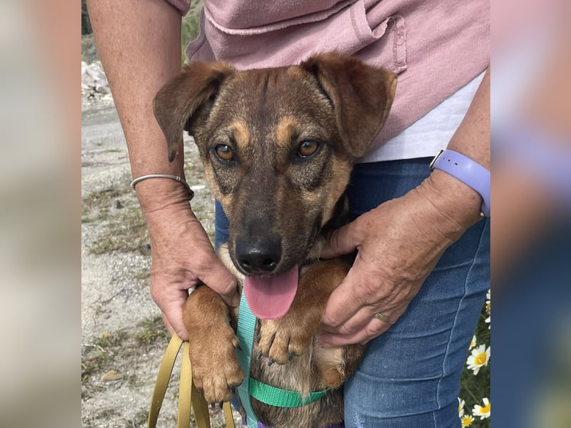 Hübsche Dottie wünscht sich ein Zuhause
