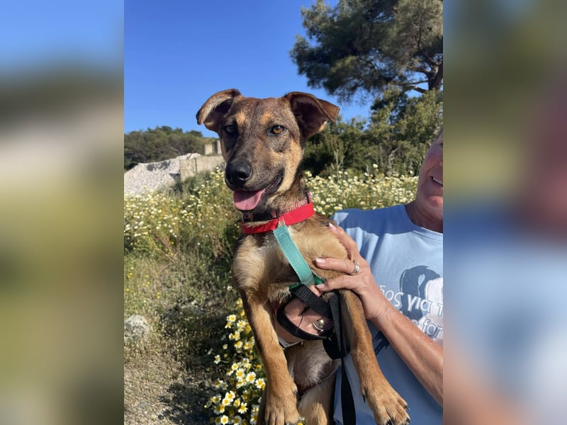 Hübsche Dottie wünscht sich ein Zuhause