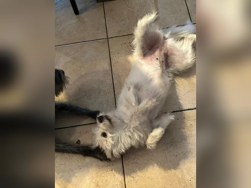 Lucy verliert leider ihr Zuhause