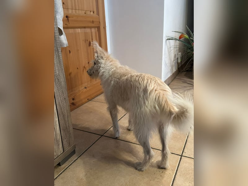 Lucy verliert leider ihr Zuhause