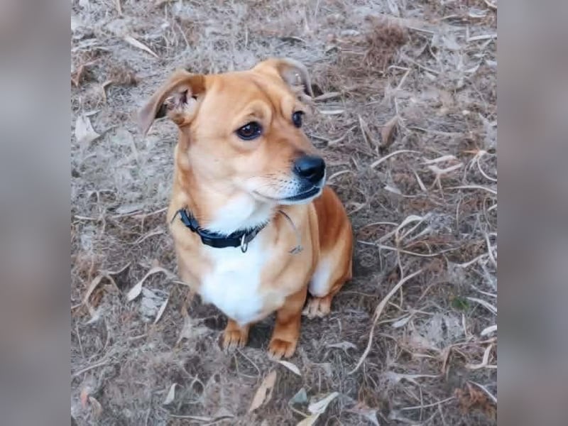 Milo - braucht eine ruhige Umgebung