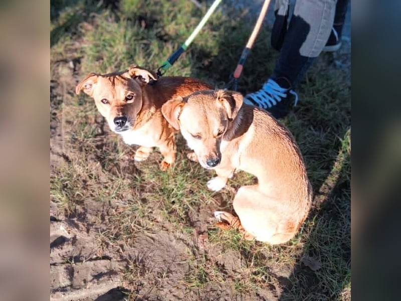 Milo - braucht eine ruhige Umgebung