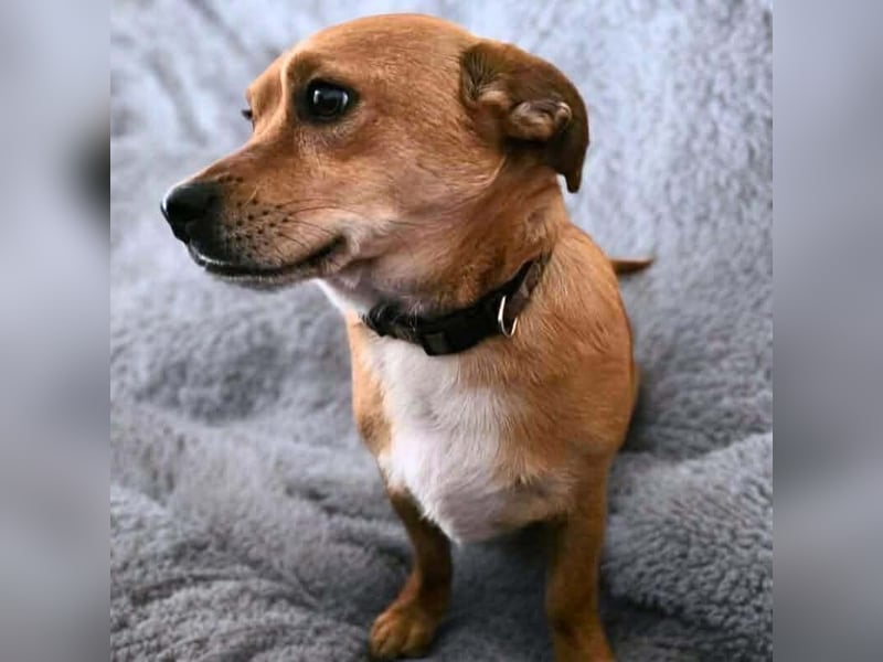 Milo - braucht eine ruhige Umgebung