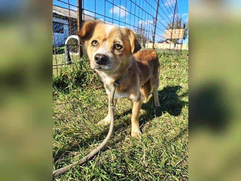 Drops sucht sein Glück