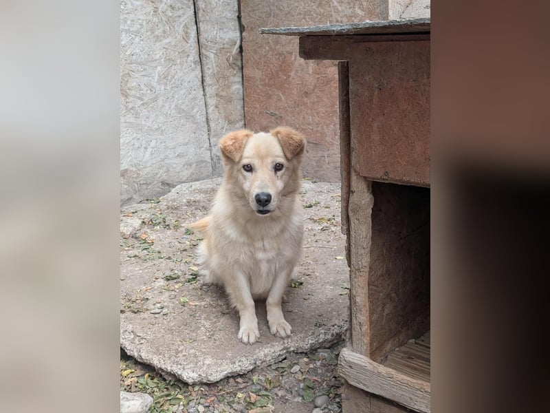 Lucky sucht Dich Lucky sucht Dich