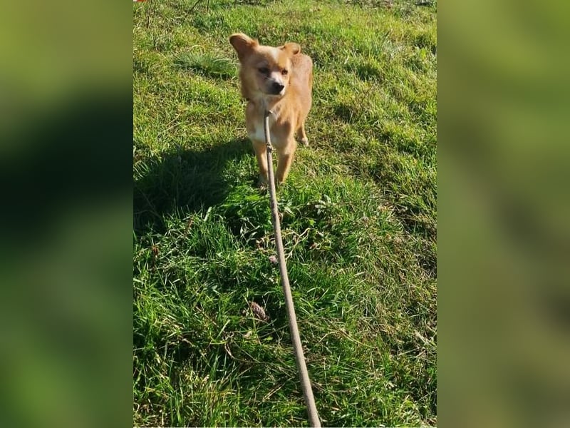 Drops sucht sein Glück