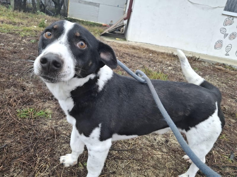 Pepito möchte endlich ankommen