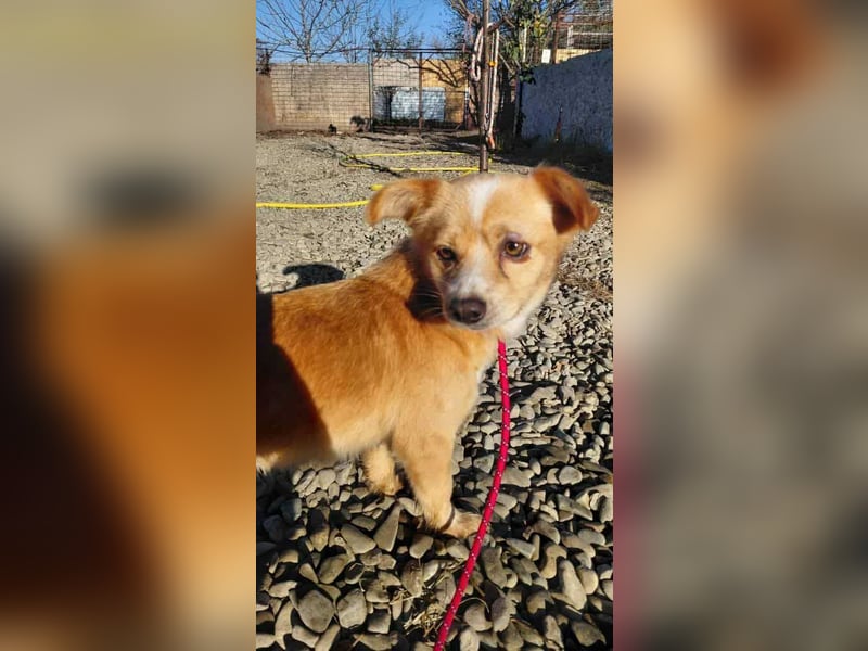 Drops sucht sein Glück