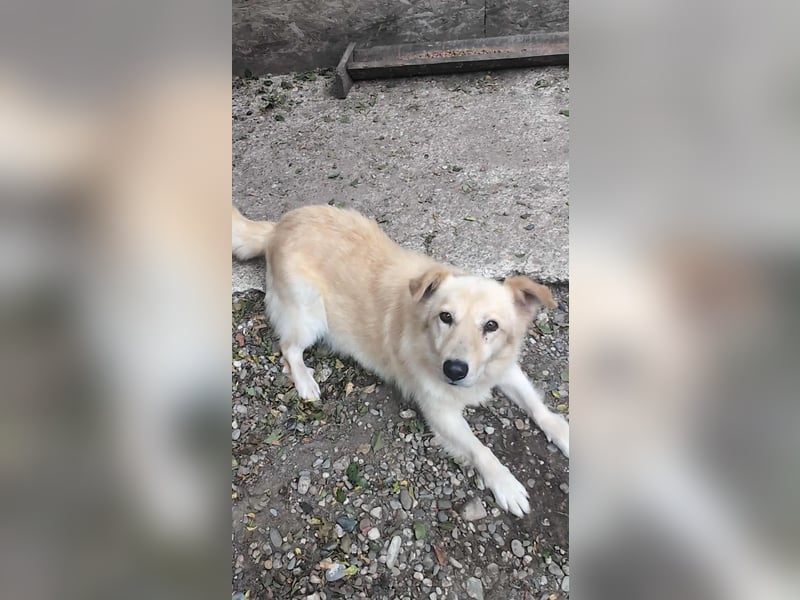 Lucky sucht Dich Lucky sucht Dich