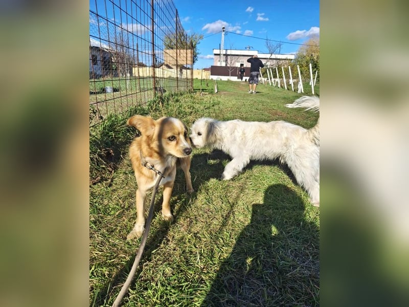 Drops sucht sein Glück