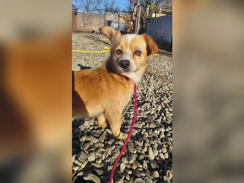 Drops sucht sein Glück