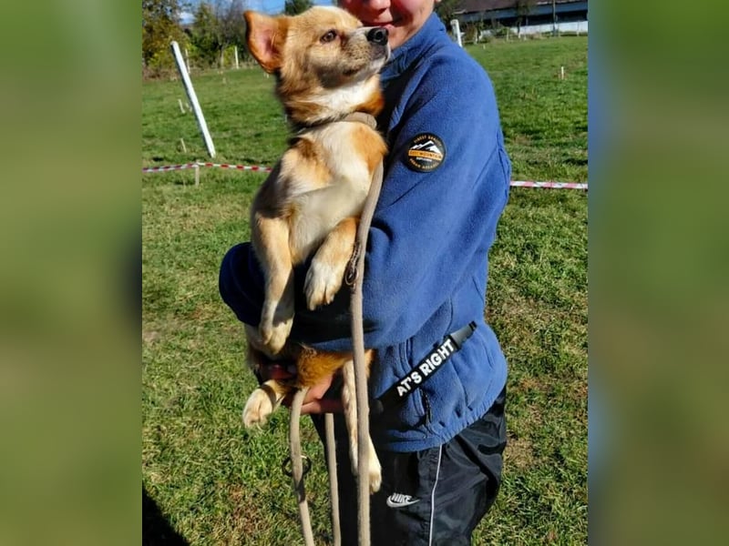 Drops sucht sein Glück