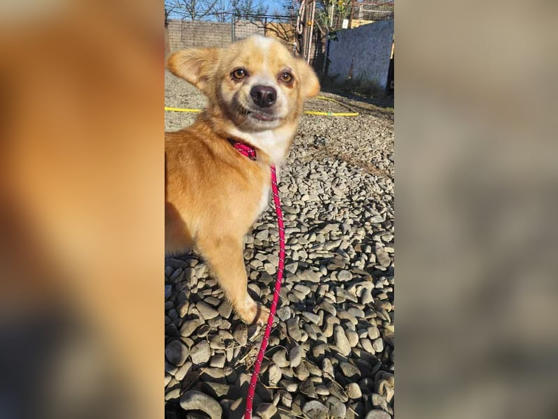 Drops sucht sein Glück