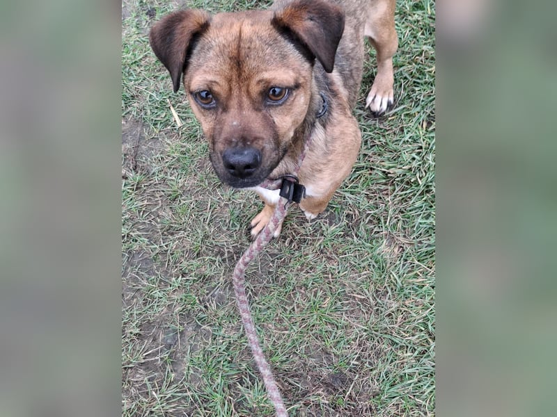 Smarty sucht sein Glück