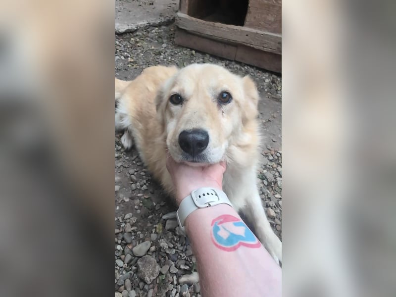 Lucky sucht Dich Lucky sucht Dich