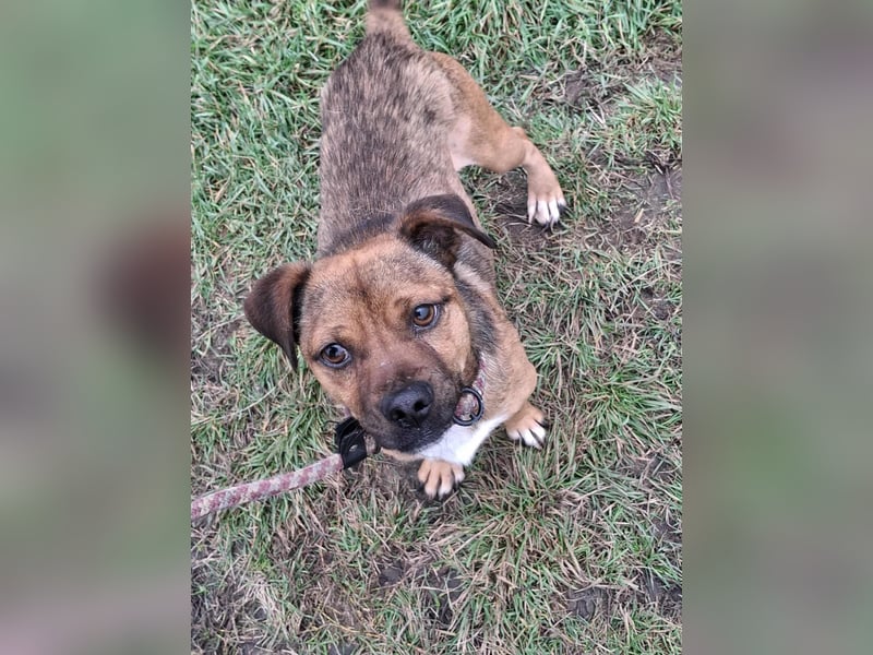 Smarty sucht sein Glück