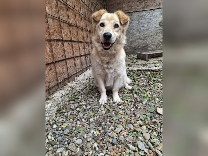 Lucky sucht Dich Lucky sucht Dich